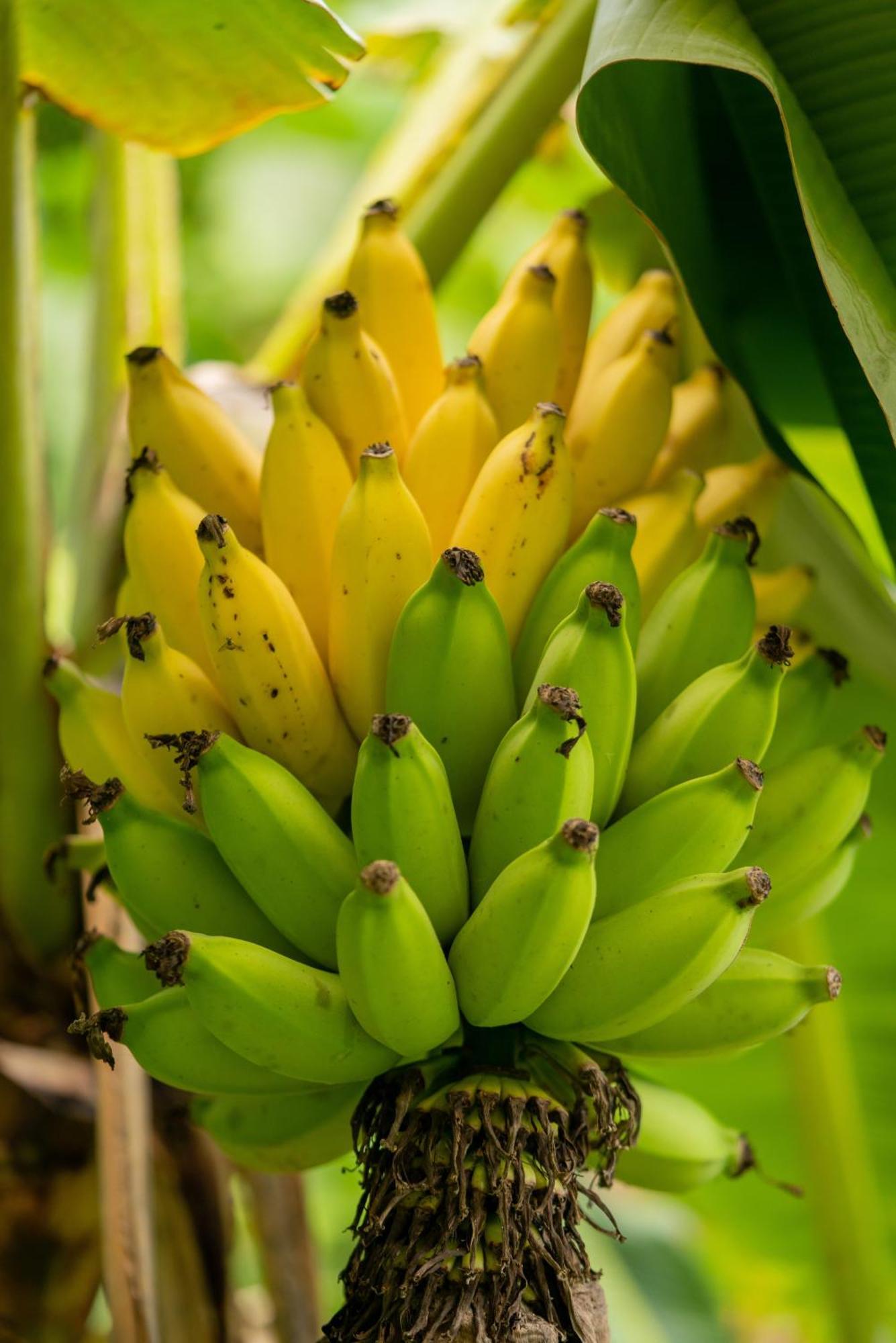 Jungle Haven Ocean Front Eco Villa On Fruit Farm Pahoa المظهر الخارجي الصورة