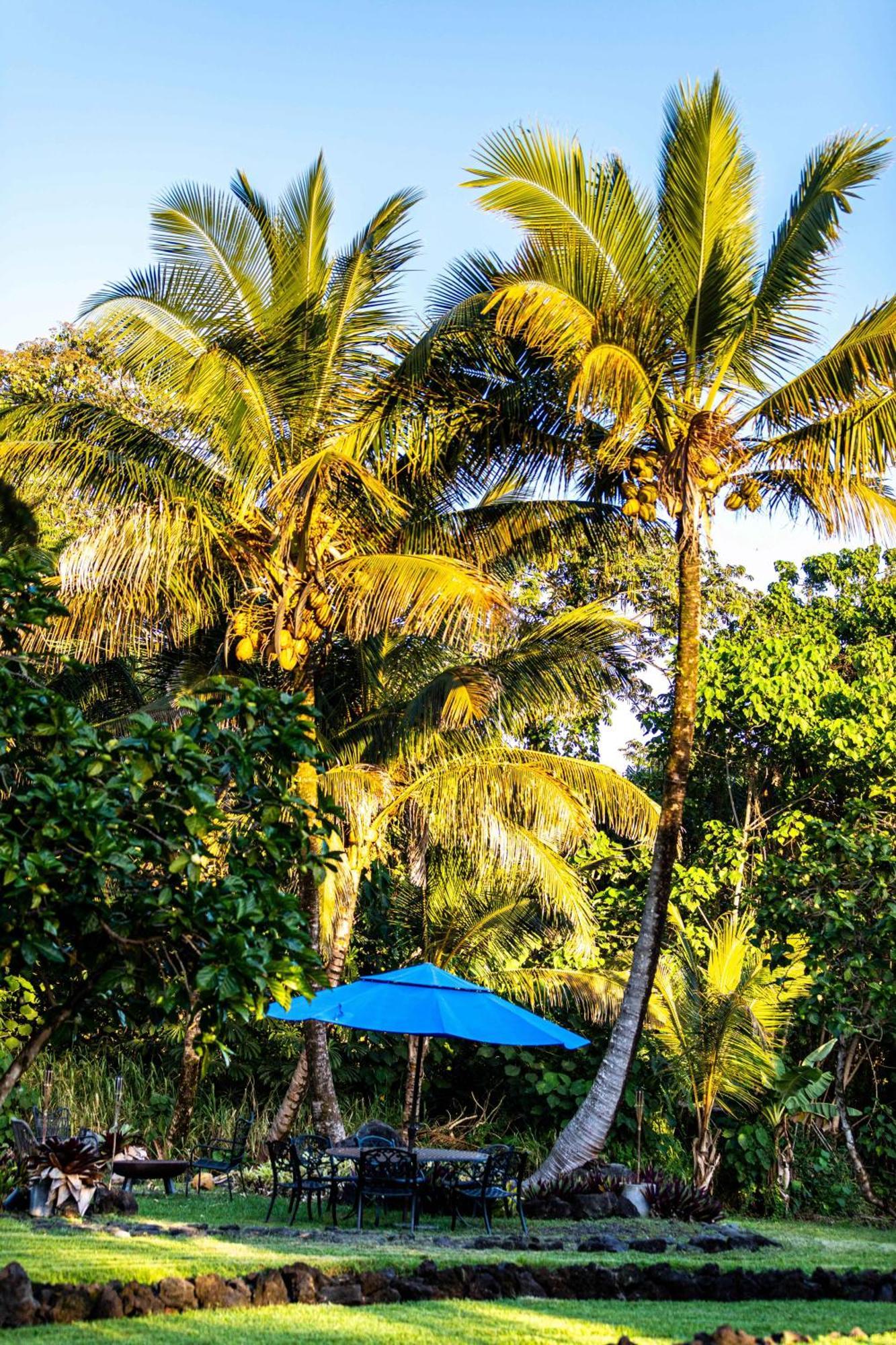 Jungle Haven Ocean Front Eco Villa On Fruit Farm Pahoa المظهر الخارجي الصورة